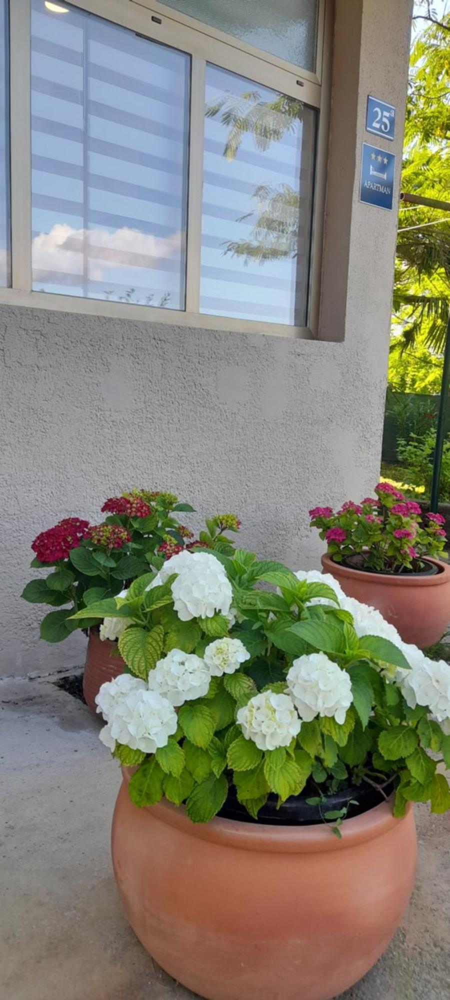 Hortensia Buje Ngoại thất bức ảnh